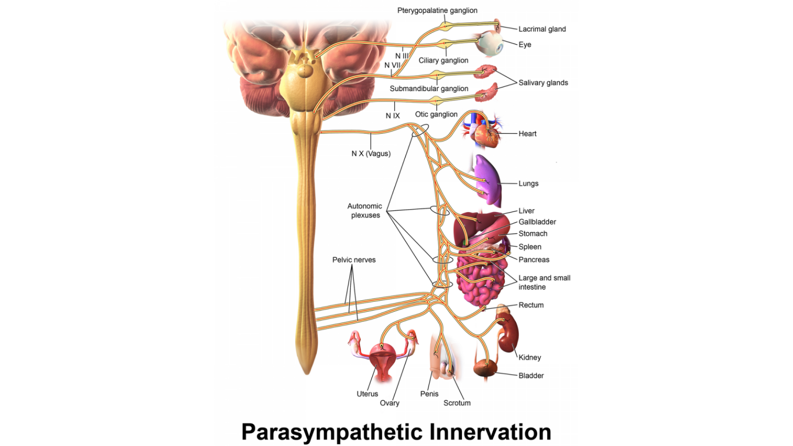 Yoga wellness tips for vagus nerve stimulation for overall health