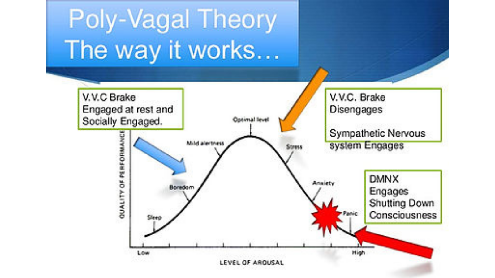 Illustration of the Poly-Vagal Theory and the "brakes" for the sympathetic nervous system