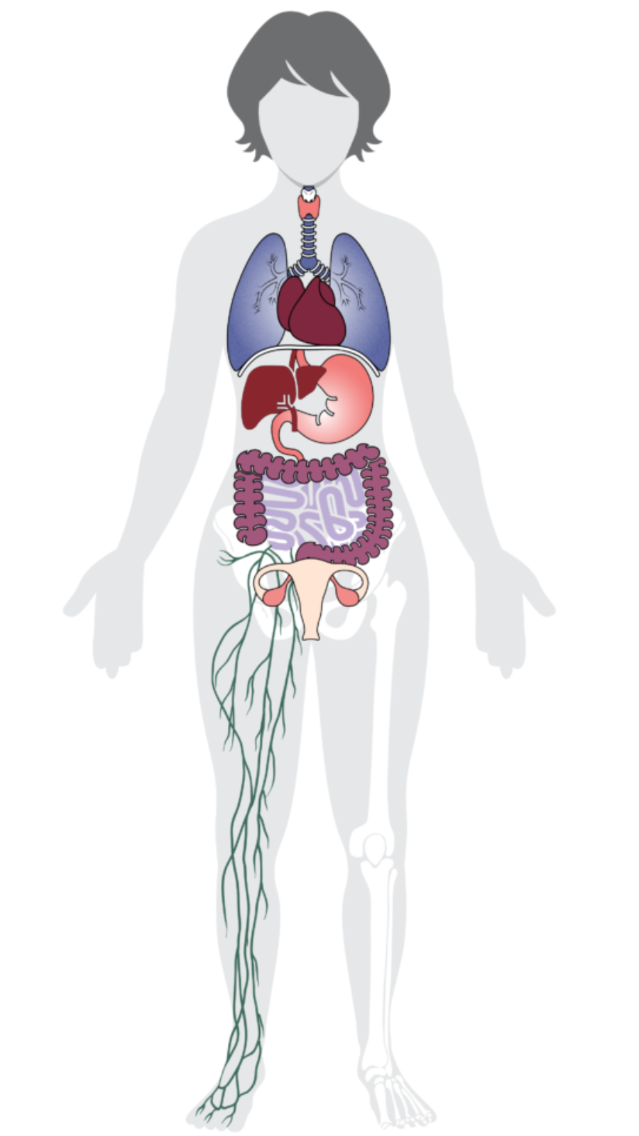 Diagram of the body and all the systems that need to work in coordination with each other