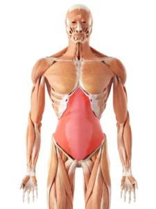 Transverse Abdominus used to practice Boat Pose