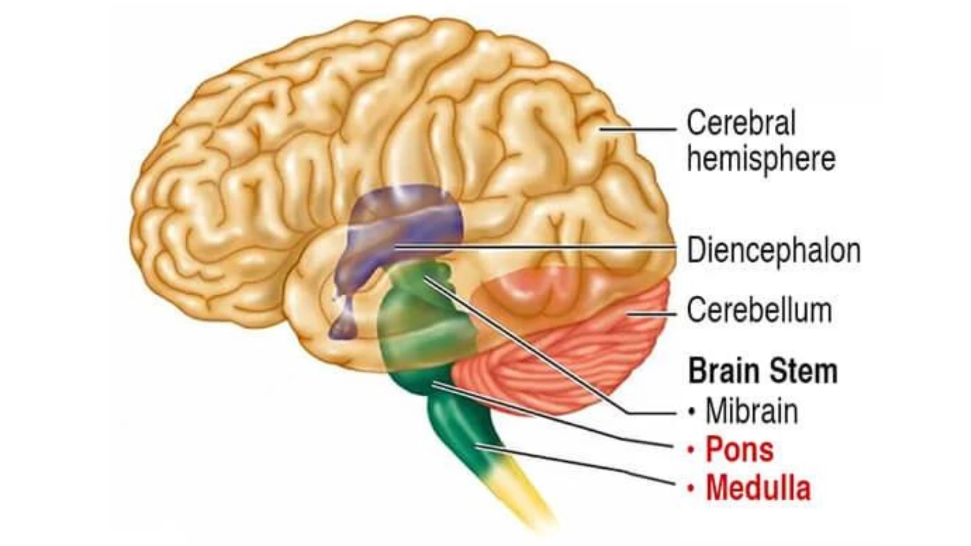 digital dimentia photo midbrain