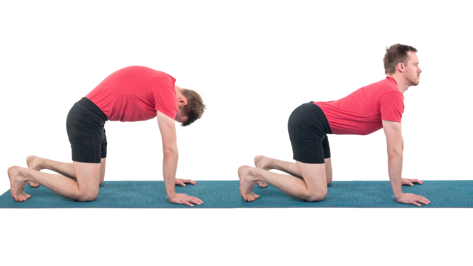 Double image for Cat-Cow Pose (Bitalasana)