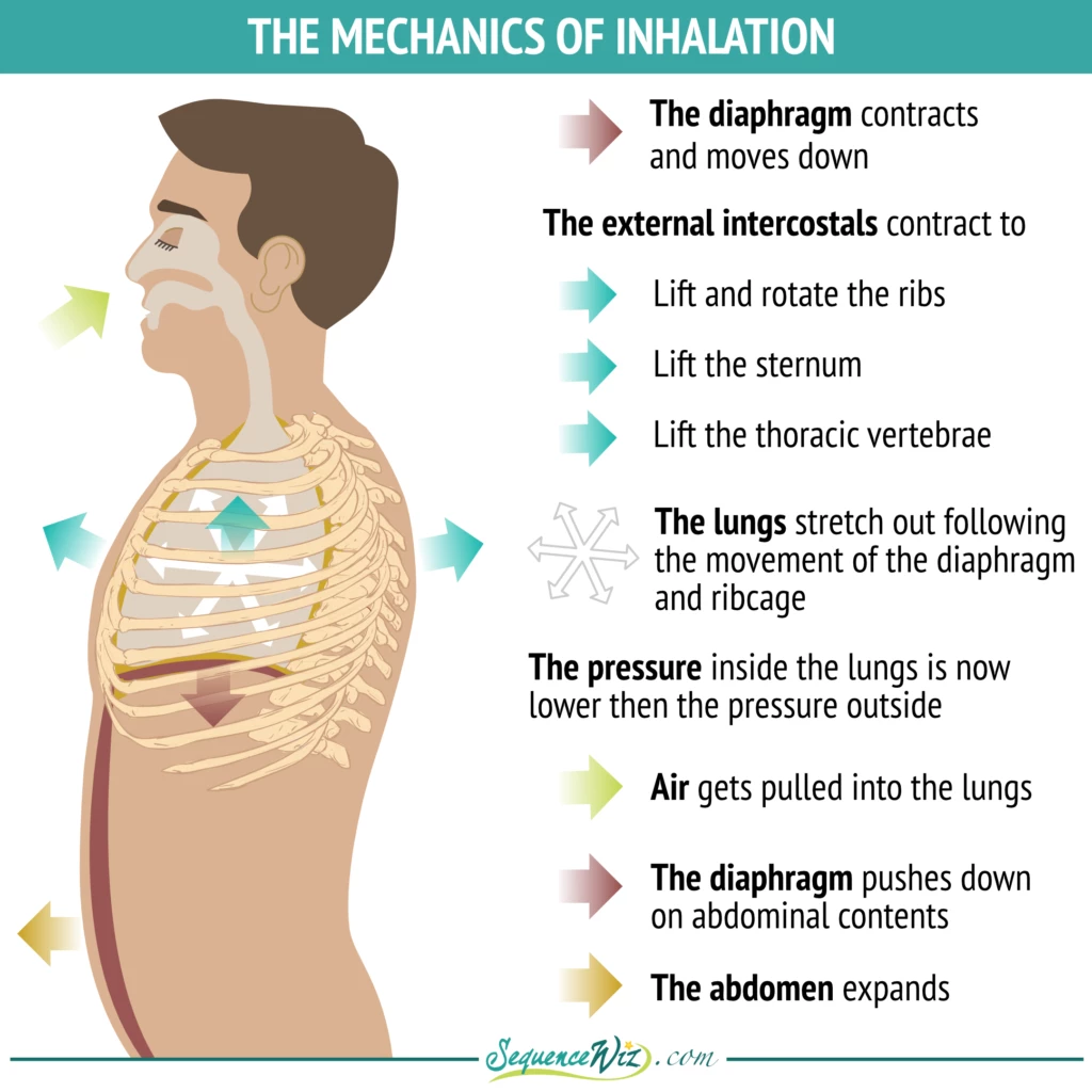 Illustration showing the mechanics of Inhalation, including lungs, diaphragm, abdomen