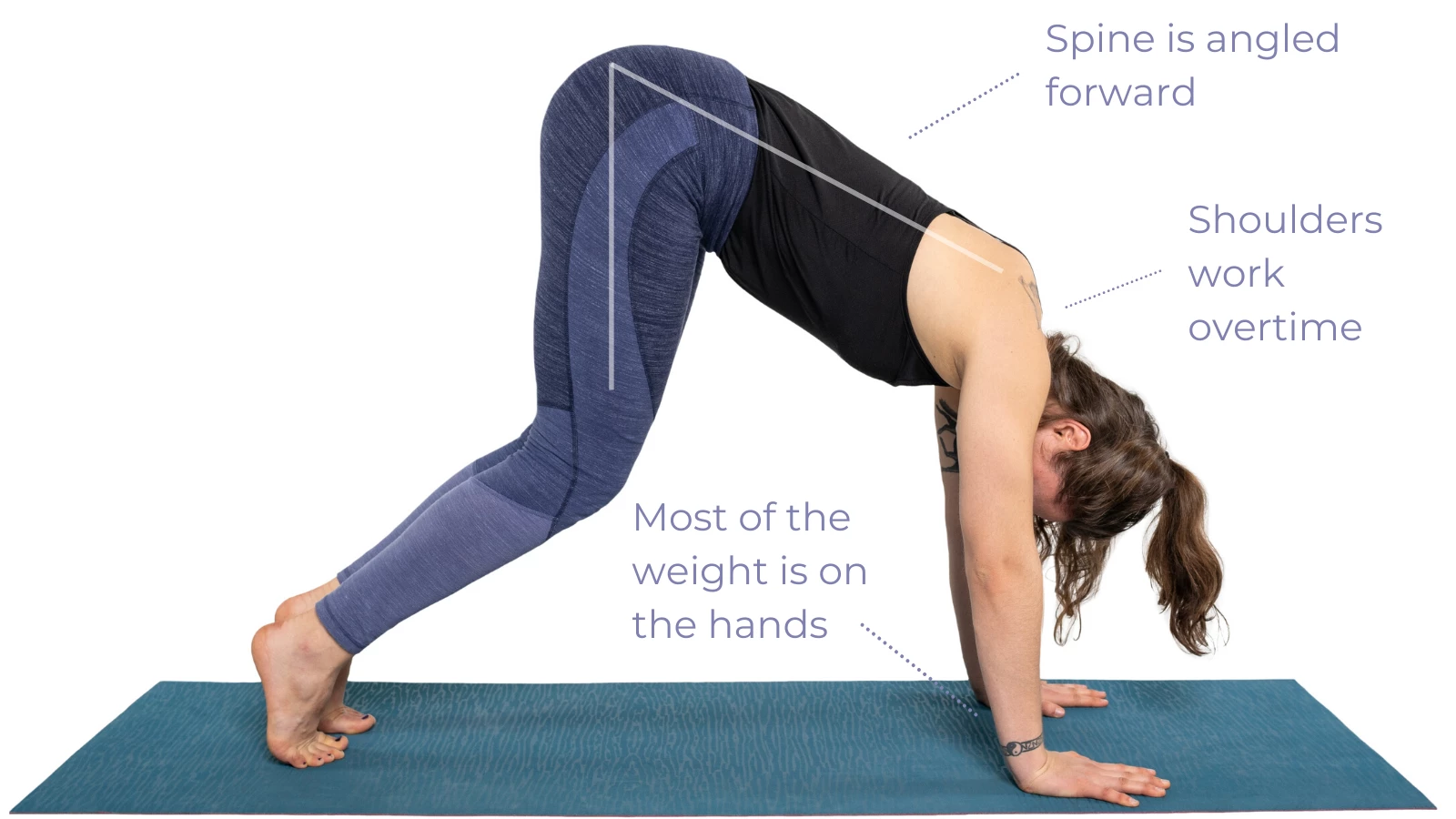 Gecko Yoga - What is proper alignment in Downward Facing Dog