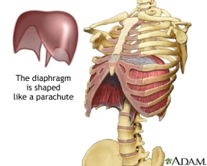 DIaphragm