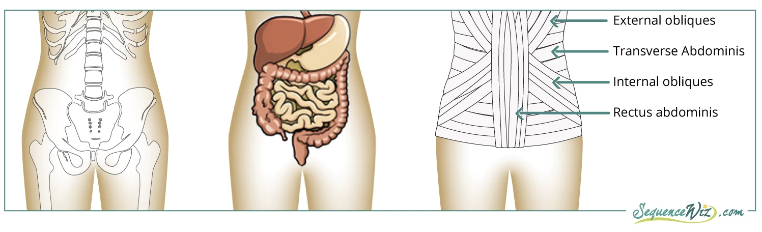 Transverse Abdominis Muscle, Its Attachments and Actions - Yoganatomy