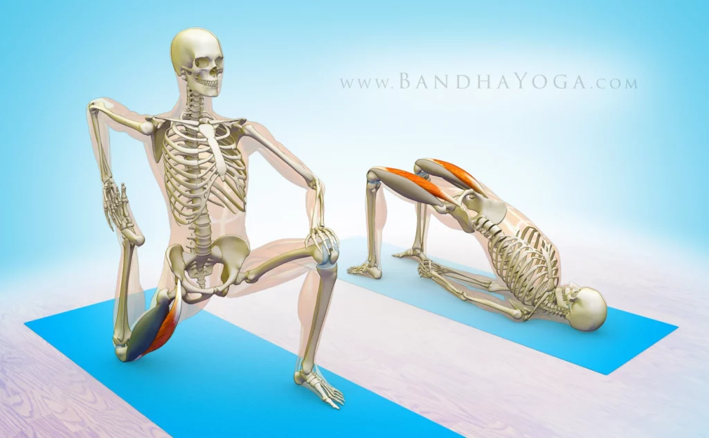 Yoga Anatomy: The Rectus Femoris Muscle in Yoga
