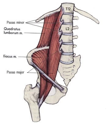 Core stability muscles and their importance in yoga - Yogalexis