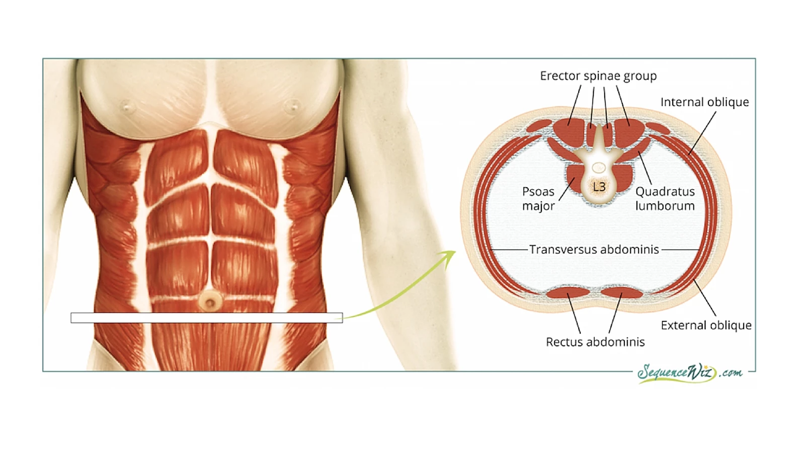 The Anatomy Of Your Abdominal Muscles