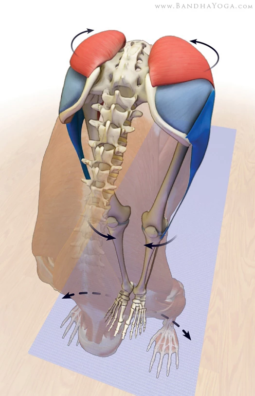 Nutation in Uttanasana