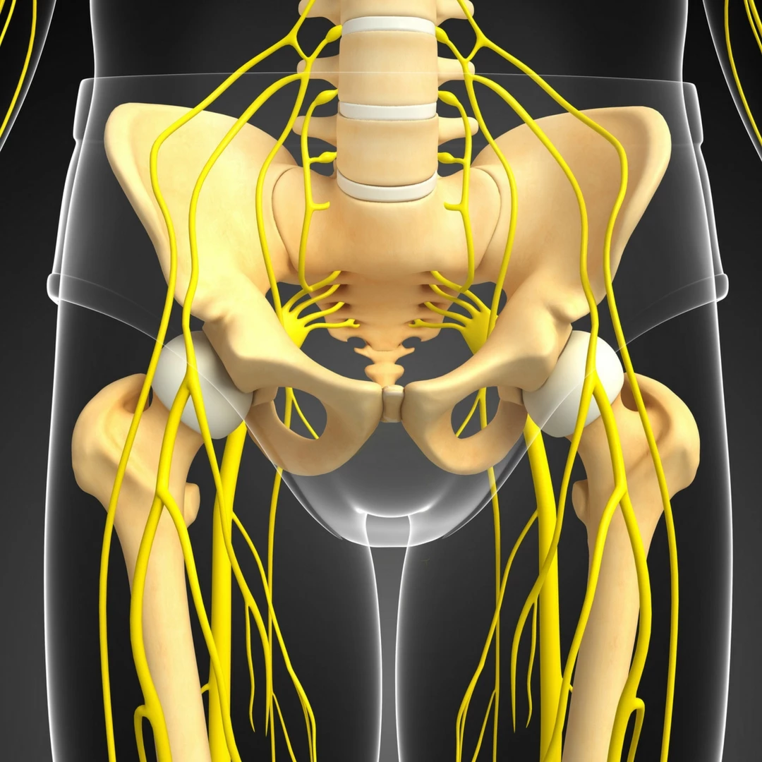 Anatomical diagram of the hip