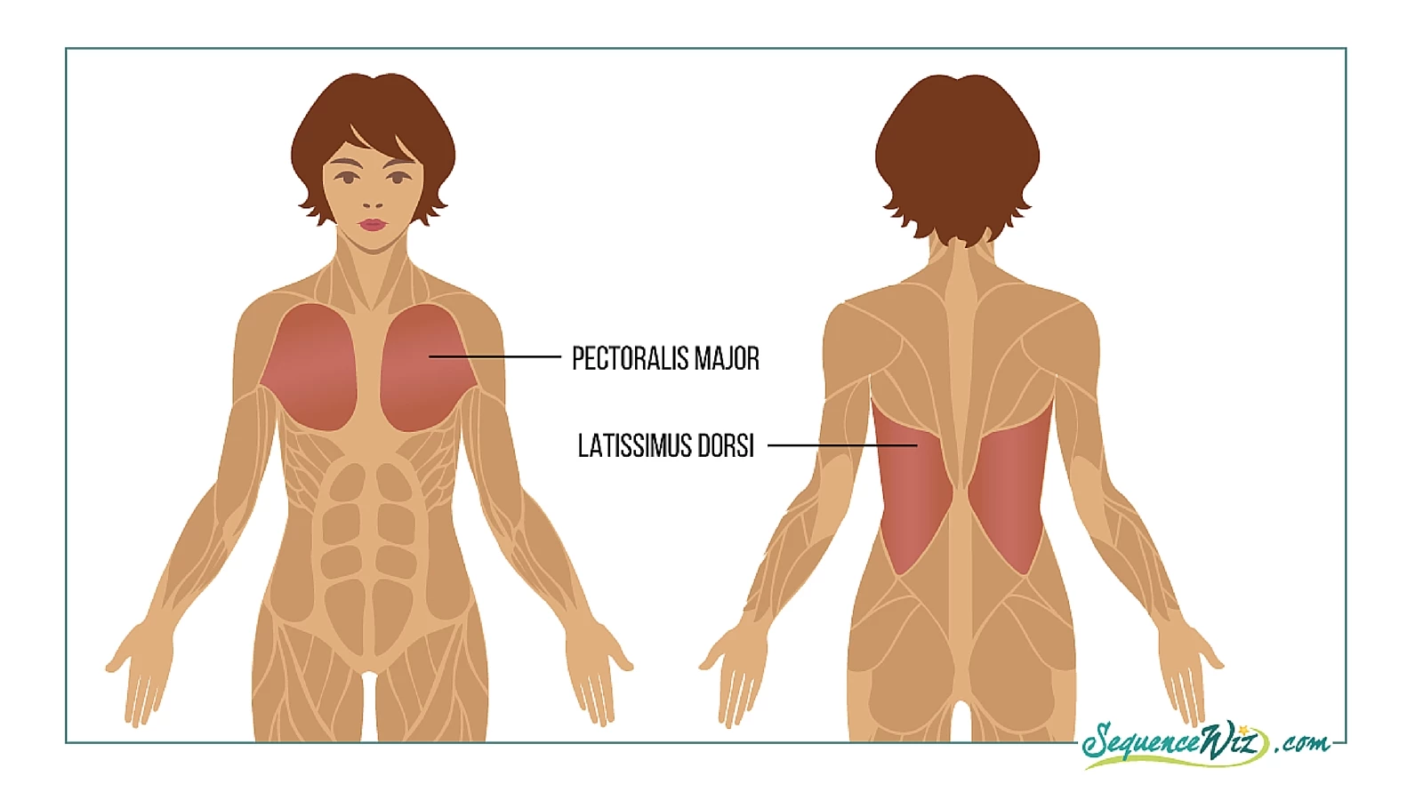 Dynamic Chest Stretch - Sequence Wiz