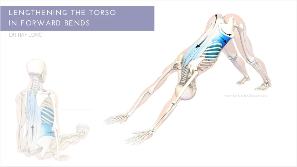 Axial Extension for Better Posture- Learning to Lengthen the Torso in Forward Bends