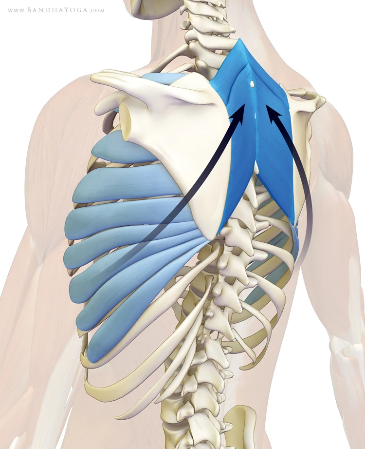 Serratus anterior мышца