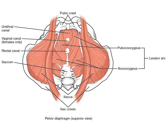 muscles of pelvic floor