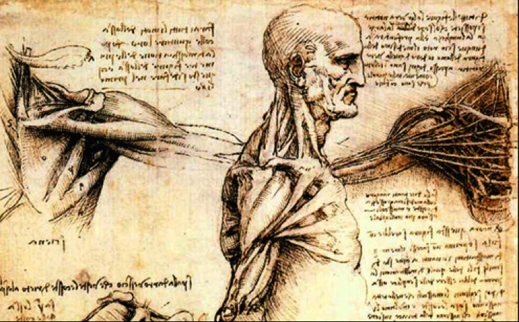 Leonardo DaVinci's drawings of the muscles and movement of the human body