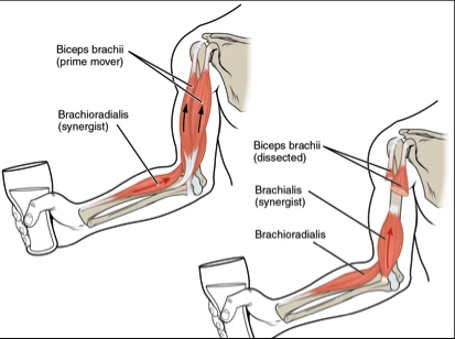 An anatomical diagram of the biceps brachi muscles in the arm of a person lifting a glass of water