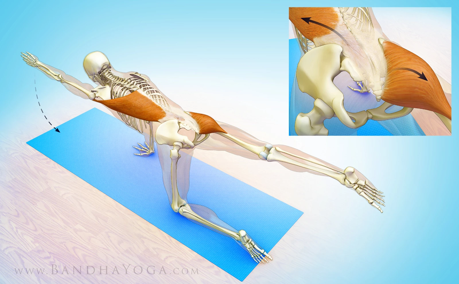 So, What Are the Muscles Used in Downward Dog Pose?