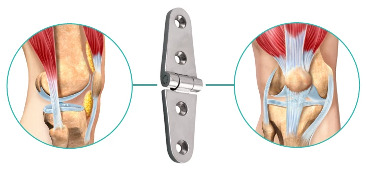 Anatomical diagram of the knee hinge joint, which is not just a simple hinge