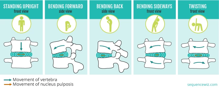 info graphic showing vertebrae standing upright, and bending forward, backward, sideways and twisting