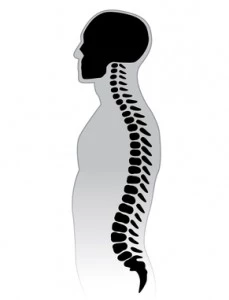 graphic showing spine and skull in upper body