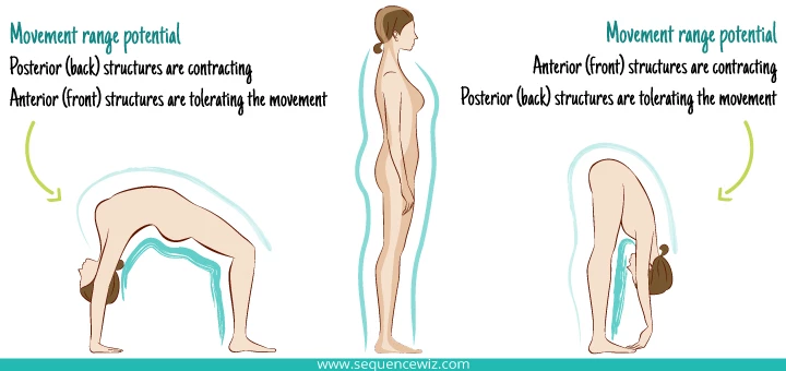 A diagram showing the movement range potential of a person, from deep forward to deep backward bends