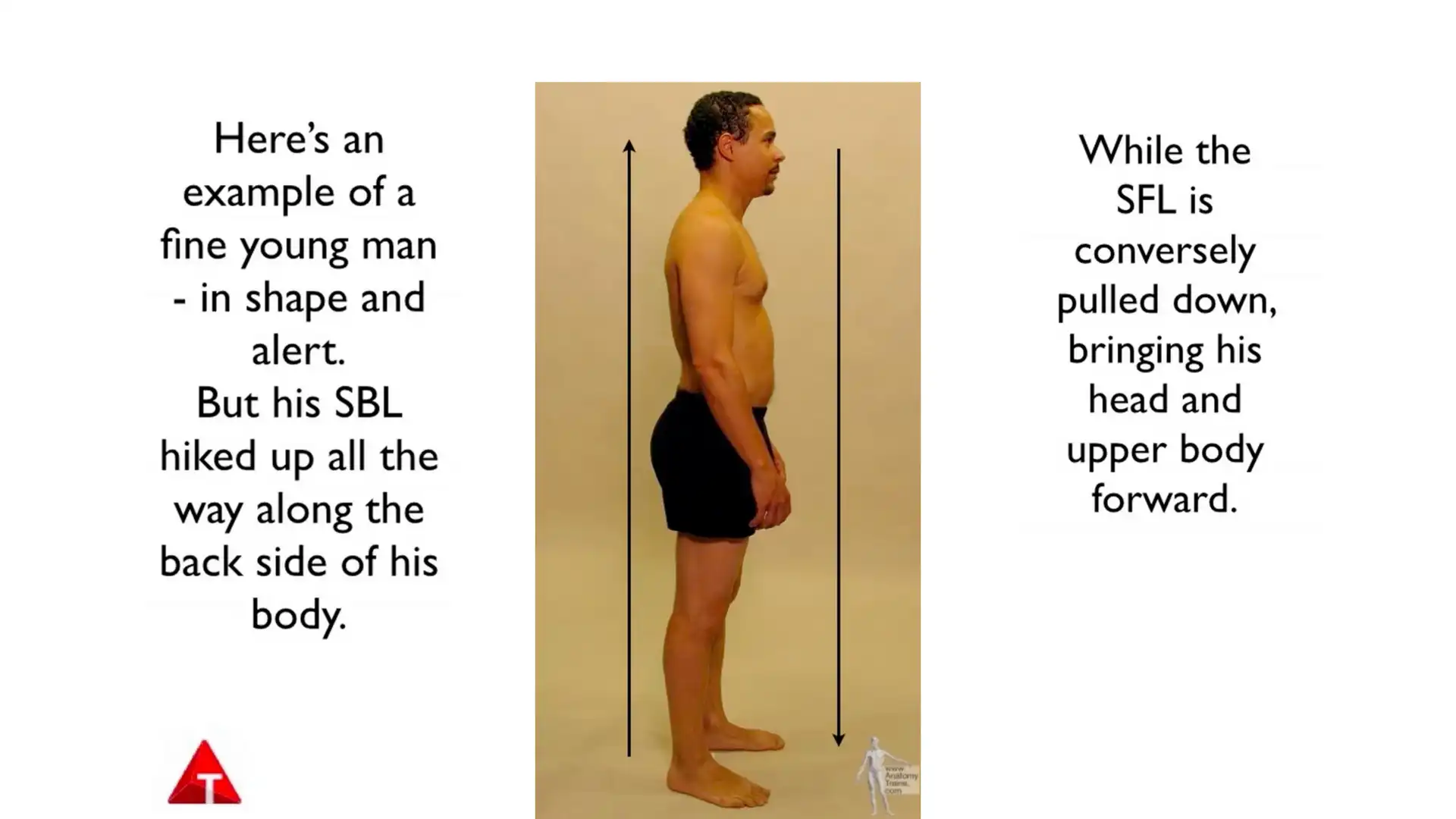 Destroy Pain and Physical Limitation With Posture Alignment Therapy -  Breaking Muscle