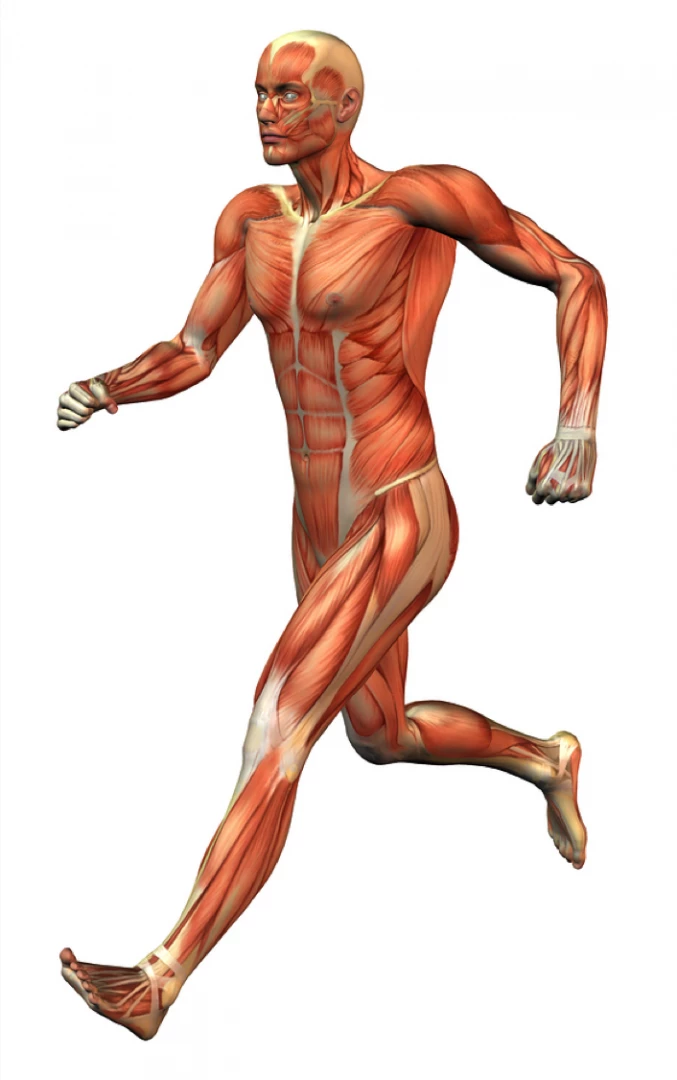 movement for Myofascial Release