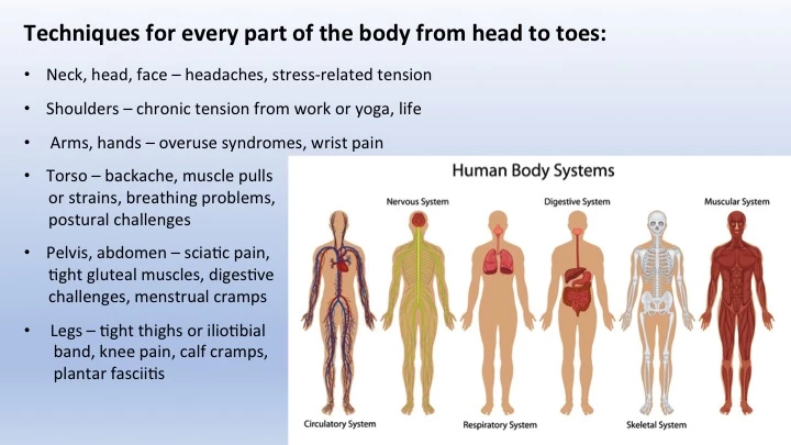 Working with the Fascial Network: The Art of Self-Myofascial Release -  YogaUOnline