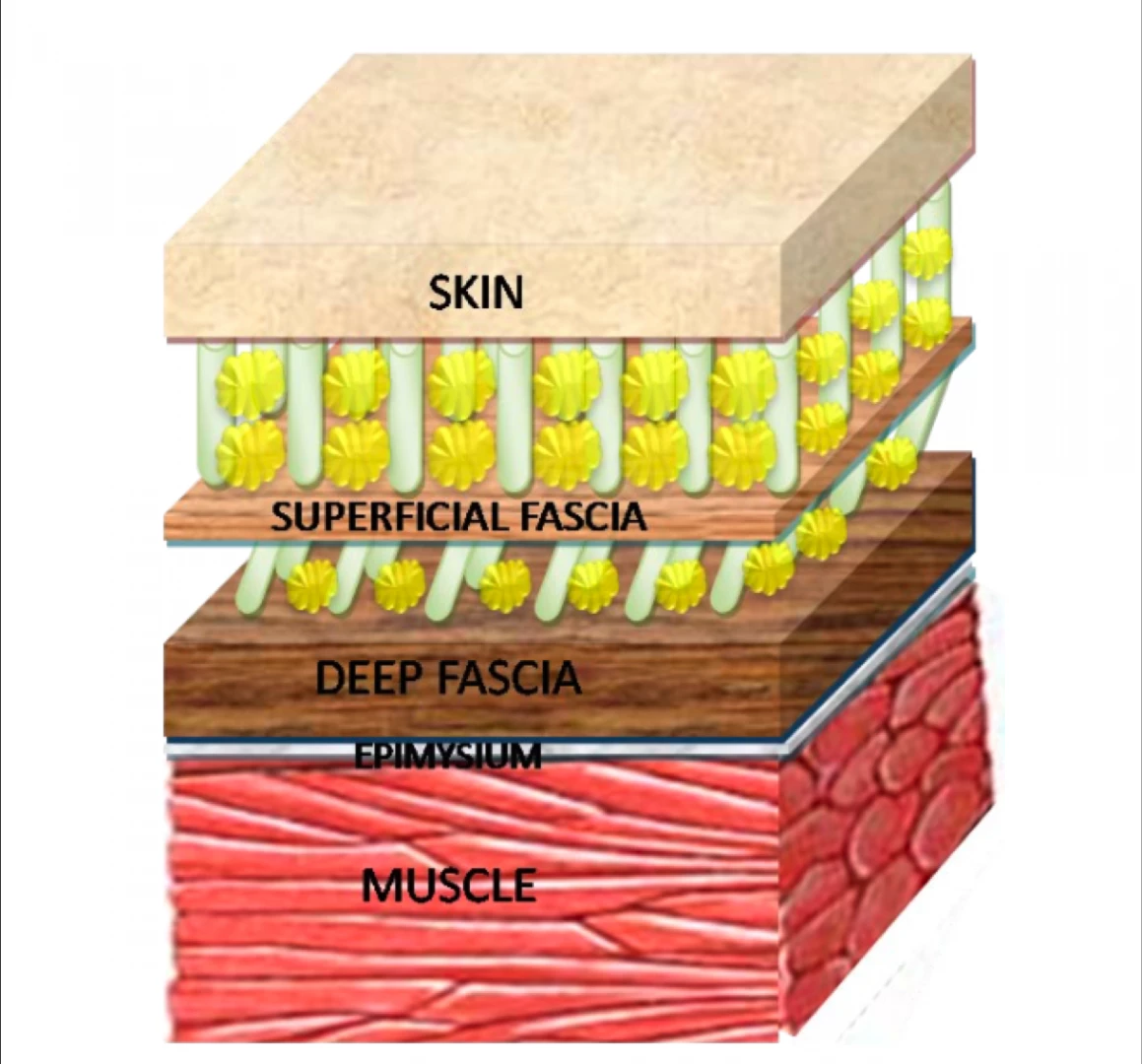 fascia