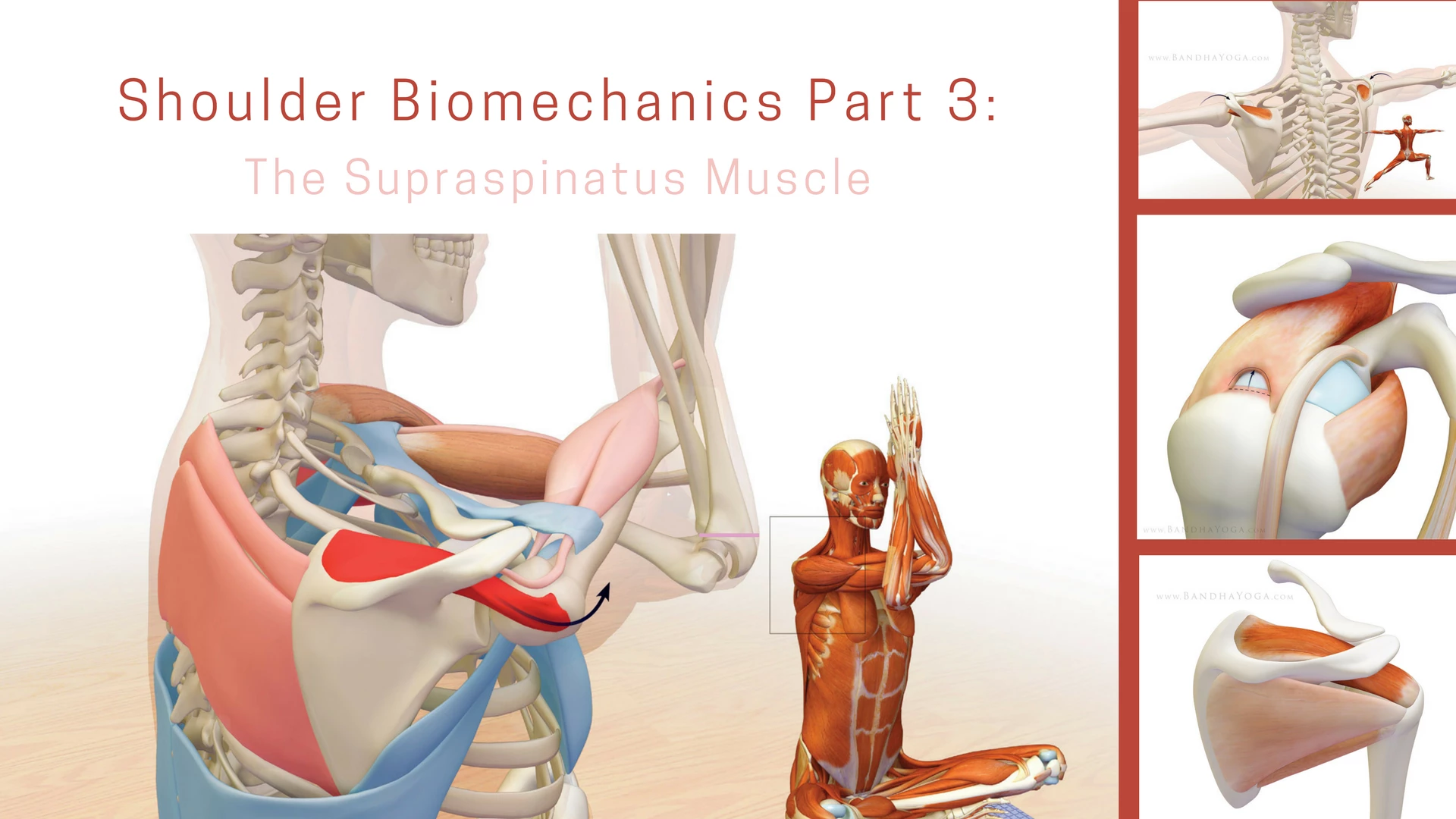 Muscles Of The Shoulder Girdle- Part 2: Shoulder Depression (3D