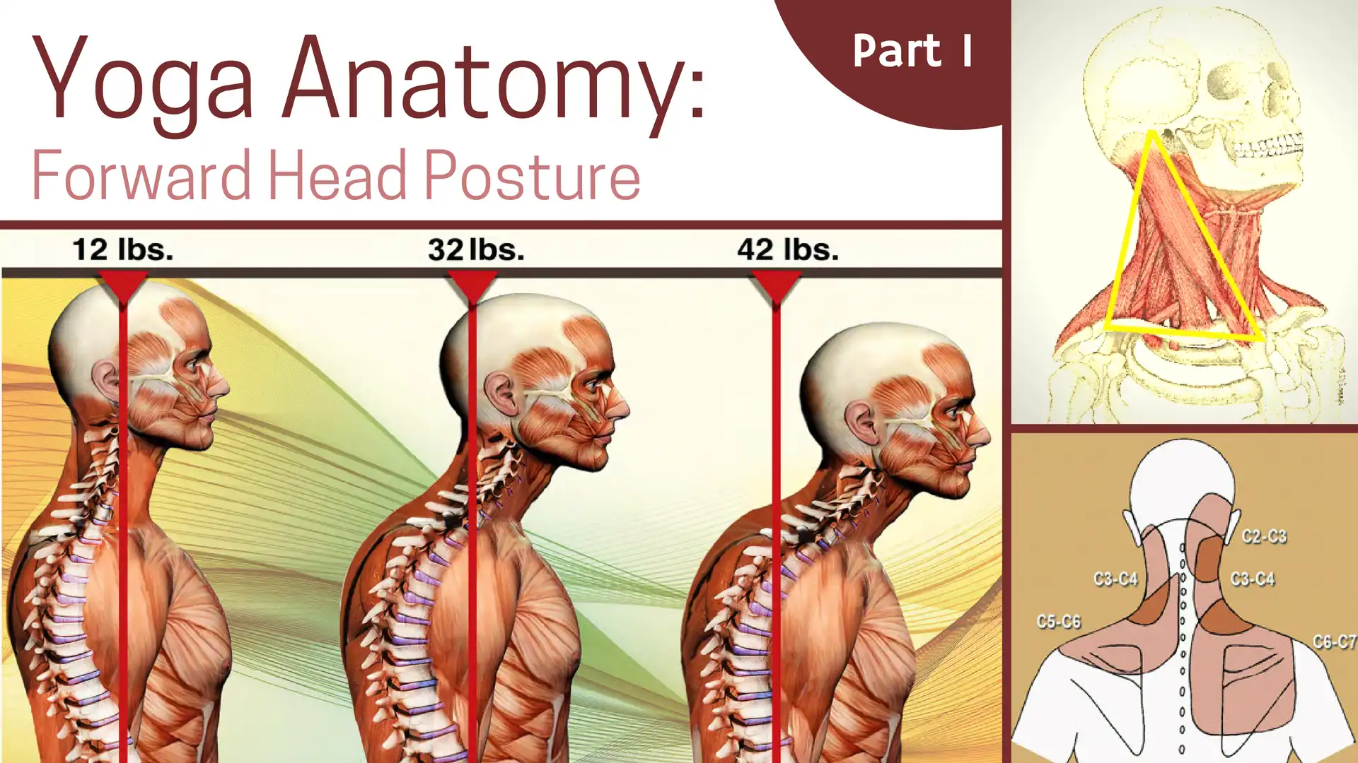 Natural head posture (A) and comfortable maximum forward head posture