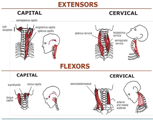 Yoga Anatomy: Different Types of Forward Head Posture and How to