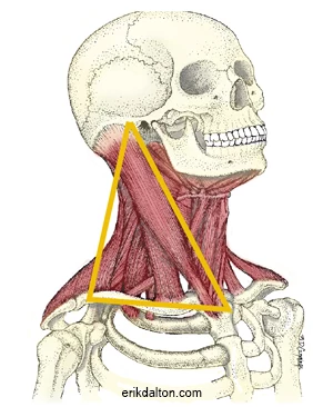 Head and Neck Movements