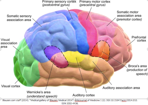 sensation in the brain