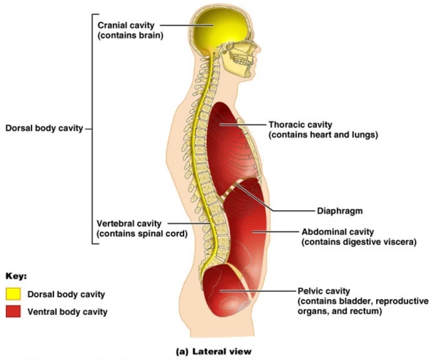 Aging well and the cavities of the body