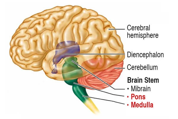 mid brain illustration that identifies areas that could be effected by digital dimentia