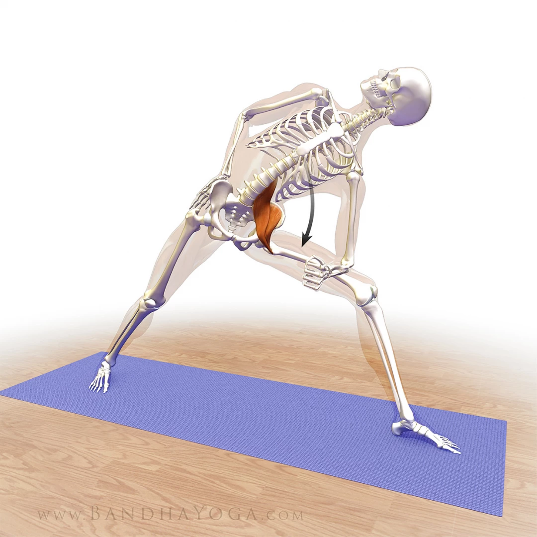 An anatomical illustration of activating your psoas and iliacus in Triangle Pose (Trikonasana) in yoga