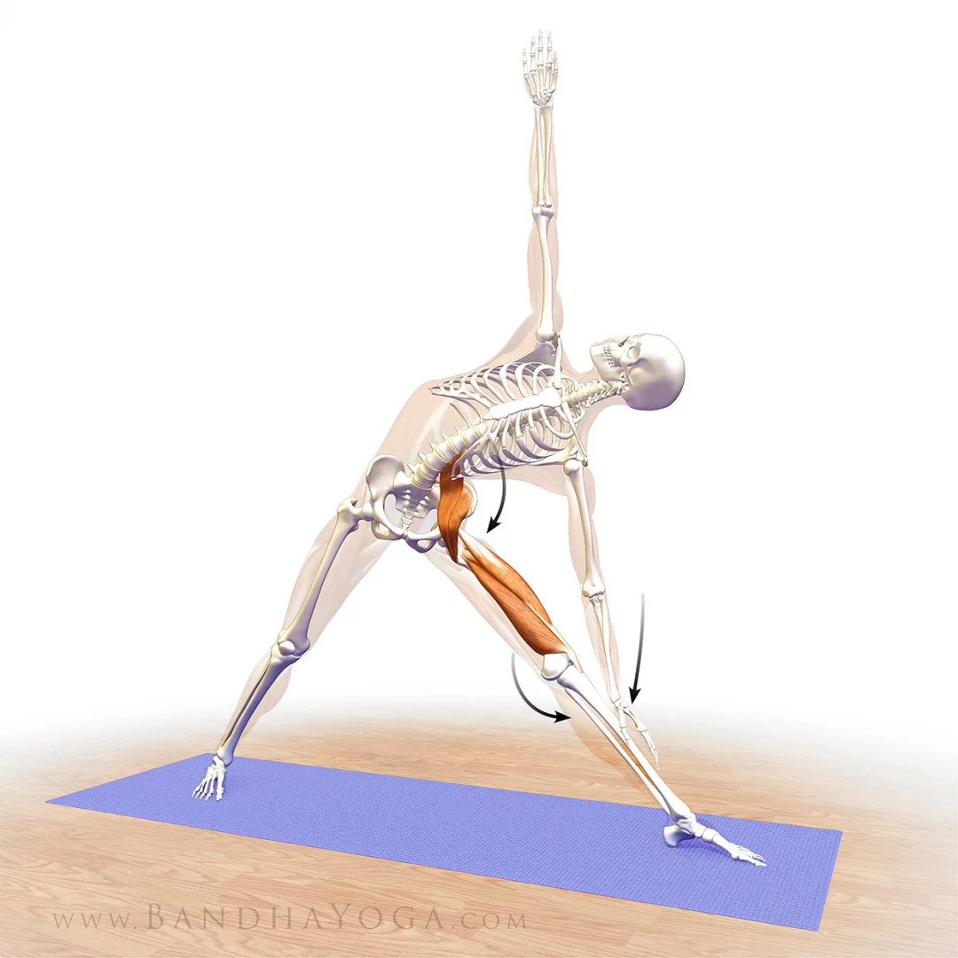 An anatomical illustration of co-activating the psoas and quads in Triangle Pose (Trikonasana) in yoga