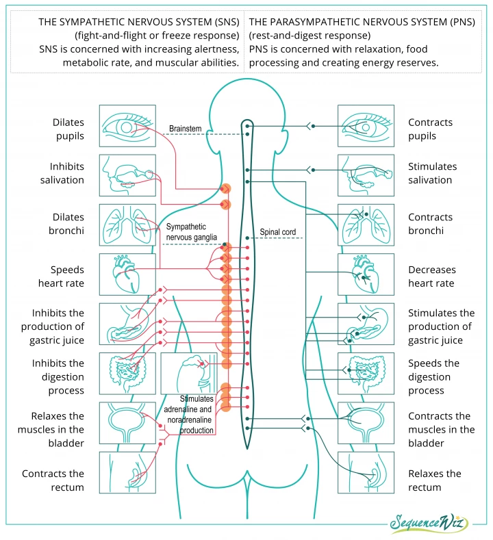 Anatomical diagram of the sympathetic and parasympathetic nervous systems