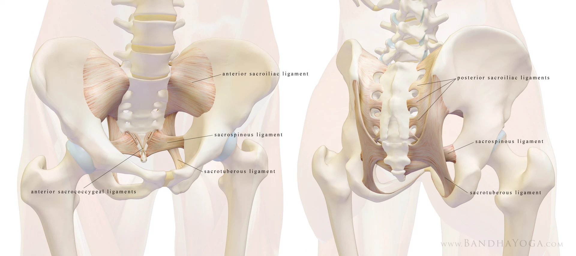 An anatomical illustration of the ligaments of the sacroilic joint