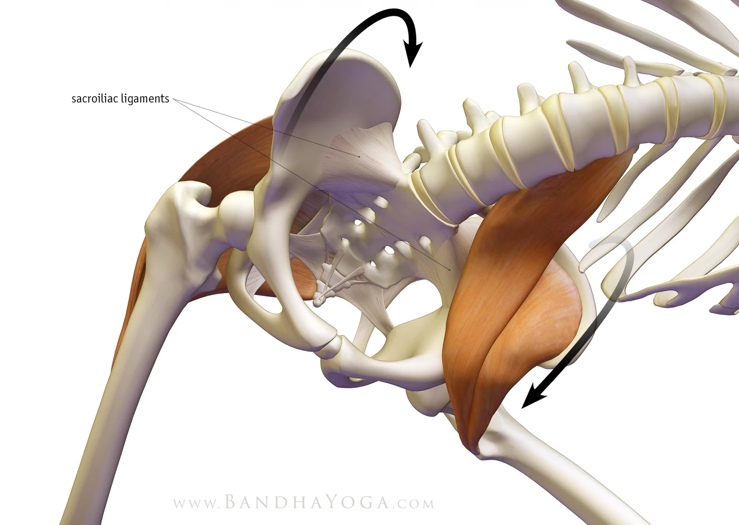 An anatomical illustration of how the glutes, psoas and the anterior SI ligament stabilize the pelvis in Triangle yoga Pose (Trikonasana)