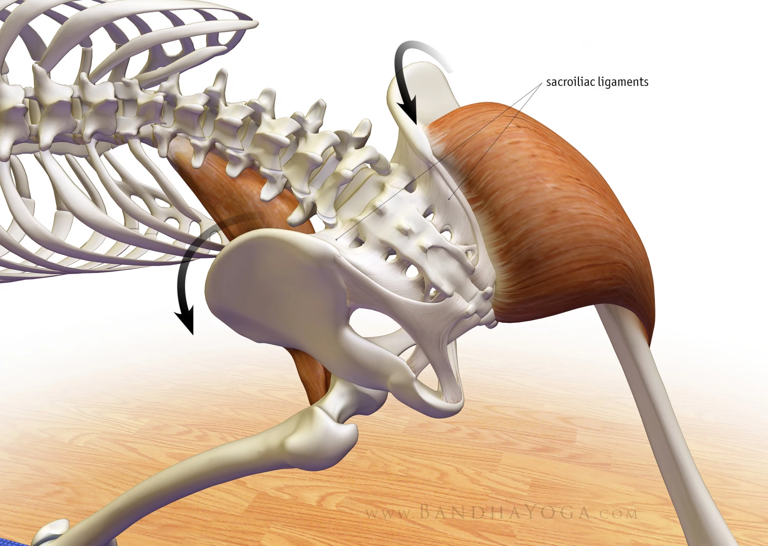 An anatomical illustration of how the glutes, psoas and the posterior SI ligament stabilize the pelvis in Triangle yoga Pose (Trikonasana)