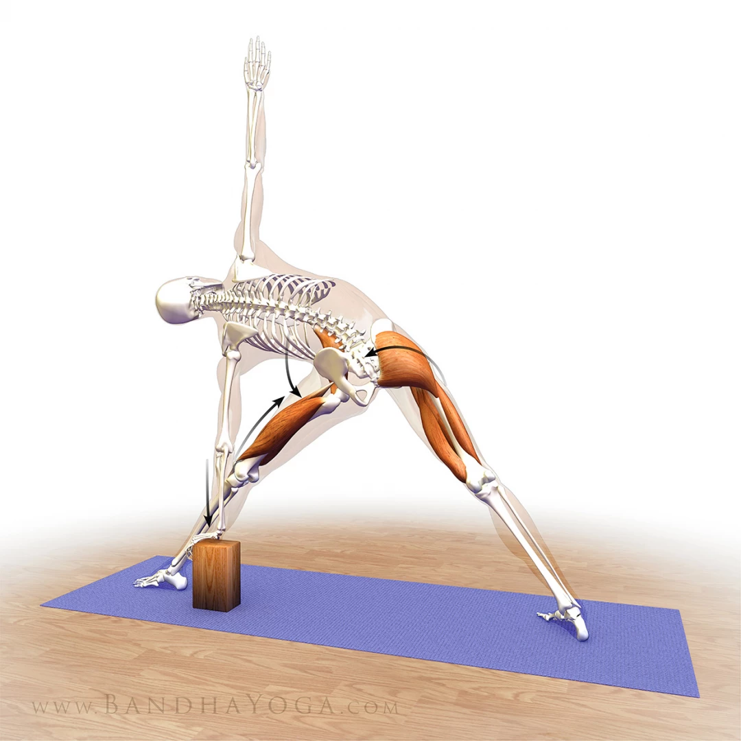 An anatomical illustration of co-contracting the psoas and glutes  in Triangle Pose (Trikonasana)