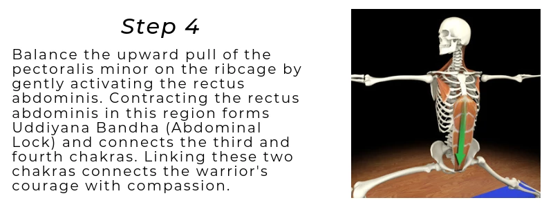 Rendering of the abdominal muscles 