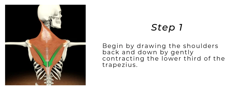 Rendering of trapezius muscles flexing to depress scapula