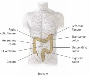 Digestive Health, Digestion anatomy, Constipation, yoga for better digestion, twists in yoga, twisting for better digestion