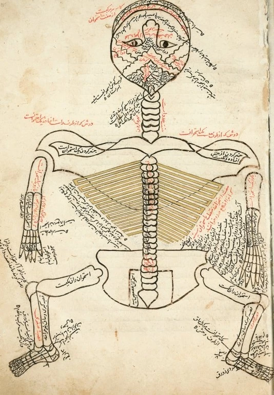 Experiential Anatomy, living from wholeness, rightful nature