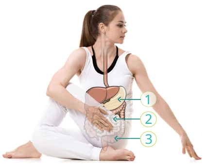 steps of digestion, how nutrients move through the body, understanding digestion and anatomy