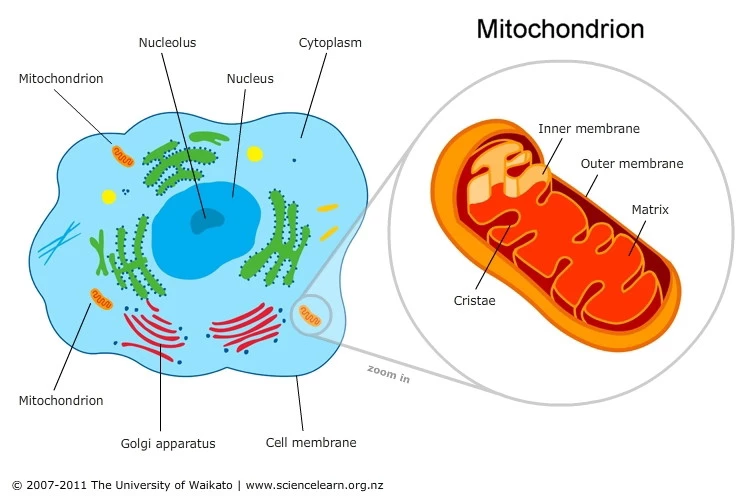 cell mitochondria, organelles, subunits of cells, regulates cellular metabolism, produces energy for cells, sends signals to cells